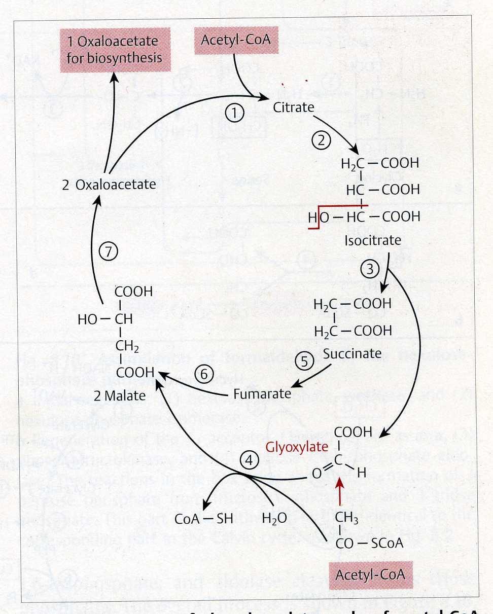 Asimilación de compuestos de 2 C: Ciclo del Glioxilato Obtención de metabolitos precursores para biosíntesis a partir de compuestos de 2 C Crecimiento en ácidos grasos,