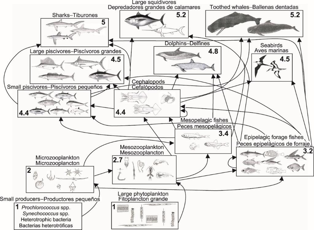 FIGURE L-8. Simplified food-web diagram of the pelagic ecosystem in the tropical EPO. The numbers inside the boxes indicate the approximate trophic level of each group. FIGURA L-8.