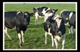 05 Lecheras Alta Producción Integral Indicado para vacas lecheras en producción INDICACIÓN DE USO: Este alimento balanceado está indicado para vacas lecheras en período de producción suministrando 1