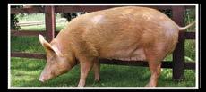 02 CERDOS TERMINACION Alimento balanceado completo indicado para cerdos en terminación INDICACIÓN DE USO: Es un alimento completo para la etapa de terminación del cerdo.
