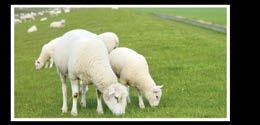 Alimento balanceado indicado para ovinos borregos o borregas de cabaña o a campo (suplemento 24%).