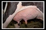 04 SAL MINERAL LACTONUCLEO Núcleo completo (contiene macro, micro minerales y un aporte de vitaminas para ganado de leche). INDICACIÓN DE USO: Destinado a animales de leche en periodo de producción.