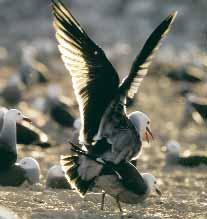Gaviota ploma alimentando a su pollo; apareamiento en el centro de la colonia. productiva de la gaviota ploma y de sus interacciones con otras especies, como las rapaces presentes en la isla.
