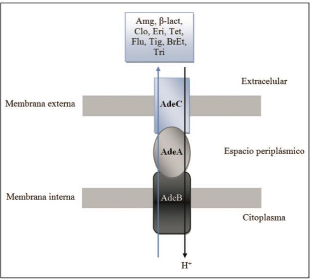 a) Bomba de eflujo tipo AdeABC Está relacionada estrechamente con cepas de Acinetobacter baumannii multirresistentes (Jia et al., 2015).