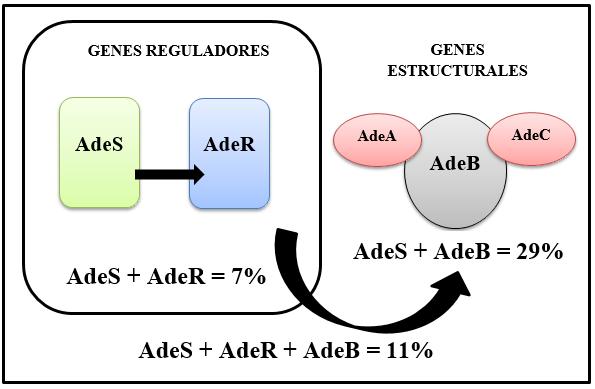 Los resultados obtenidos de los aislados correspondientes a los genes de la bomba de eflujo tipo AdeABC fueron los siguientes: el 7% (6/85) amplificaron únicamente los dos genes reguladores tanto