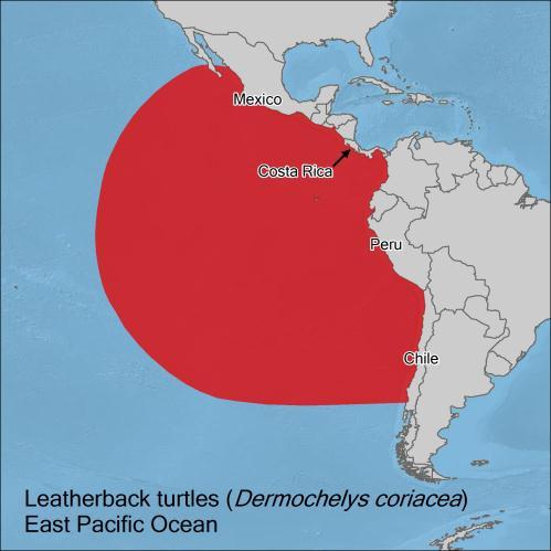 Tortuga Laúd (Dermochelys coriacea) del Pacífico Oriental: un Resumen de la Situación Actual, Desafíos y Oportunidades Antecedentes Las tortugas laúd tienen una distribución circumglobal, con sitios