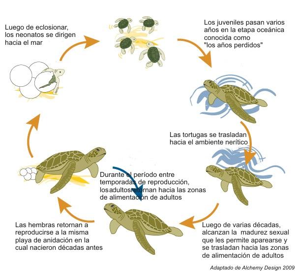 Figura 2. Ciclo de vida general de las tortugas marinas. Existen variaciones a este patrón general de ciclo de vida dependiendo de la especie (Bolten, 2003).