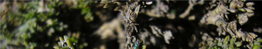 FICHA DE ANTECEDENTES DE ESPECIE Id especie: NOMBRE CIENTÍFICO: Ectinogonia speciosa (Germain, 1855) NOMBRE COMÚN: balita, catita de oro, silbador Figura 1: Ectinogonia