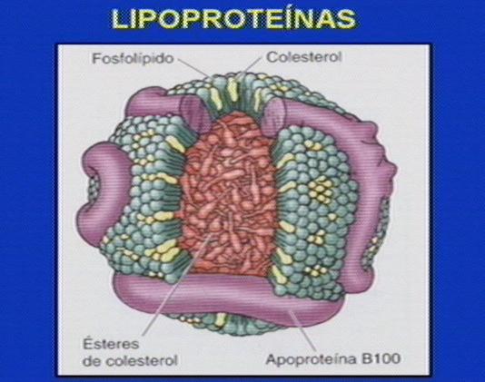 Aunque existen variaciones estructurales entre los diferentes tipos de lipoproteínas, hay una regularidad en la disposición de sus componentes, poseen un núcleo central de lípidos no anfipáticos como