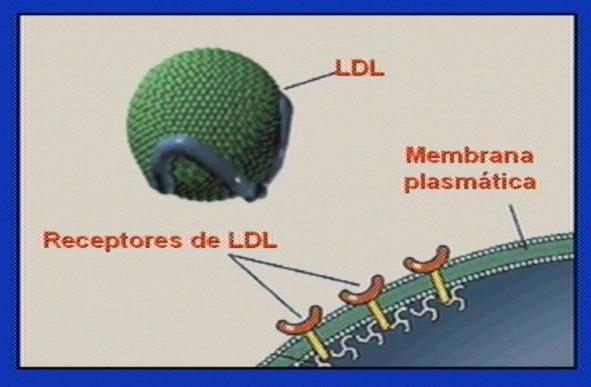 en IDL y luego en LDL, disminuyendo su contenido en triacilglicéridos y aumentado relativamente el D colesterol, por lo que las LDL transportan fundamentalmente colesterol.