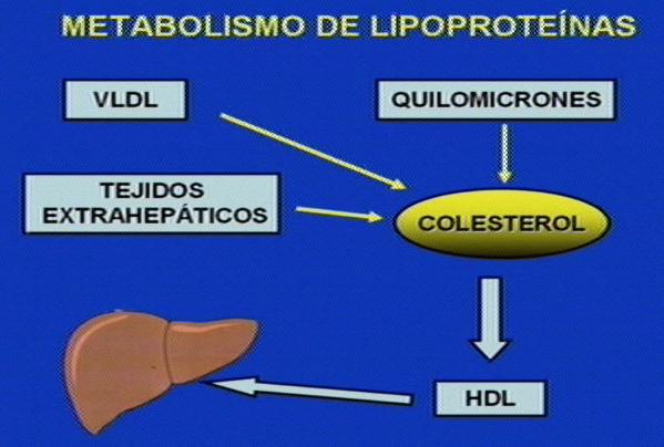METABOLISMO DE LAS LIPOPROTEINAS Observamos en esta imagen el transporte de colesterol desde los tejidos al hígado, el colesterol libre procedente de las VLDL y de los QUILOMICRONES, así como el