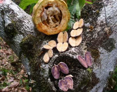Búsqueda de materiales con potencial de calidad para la producción de cacao fino con destino a mercados específicos. CAC 07-01 Jesús A.