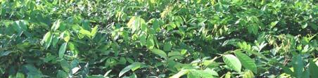 híbrida de cacao 48,000 Semillas Proyecto Laguna Lachua, MOPAWI Rambután 14,483 Plantas injertas Proyecto MAMUCA, USAID-RED Rambután 47,200