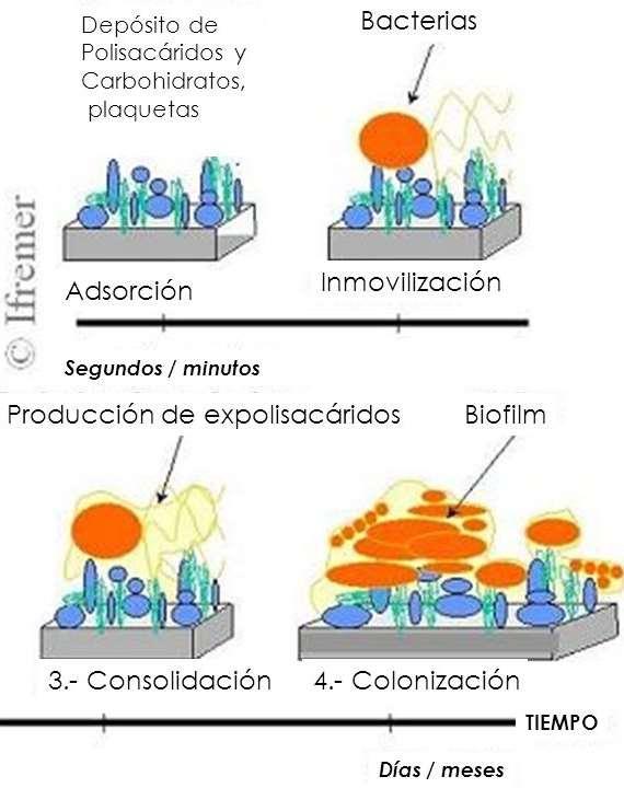 COAGULASA + Staphylococcus aureus - SCN Producción