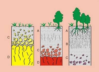 suelo, su formación, clasificación, morfología, taxonomía y también su