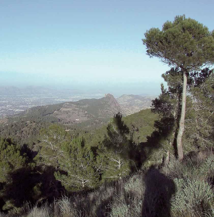 PARQUE REGIONAL DE CARRASCOY Y EL VALLE TÉRMINOS MUNICIPALES Murcia, Alhama de Murcia y Fuente Álamo. VEGETACIÓN Dominio de pino carrasco.