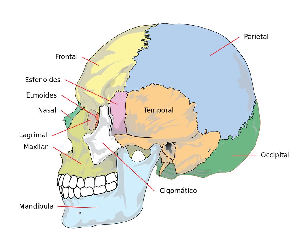 Huesos de la cabeza Los huesos del cráneo son 8 y forman una caja resistente para