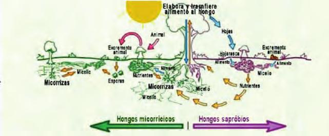 Figura 1: Ciclo biológico de los hongos micorrícicos y sapróbios, tomado de Martínez de Aragón, y otros, 2012 basado en el esquema publicado en www.myas.info/cdsetas/ HTML/FRHongos.html.
