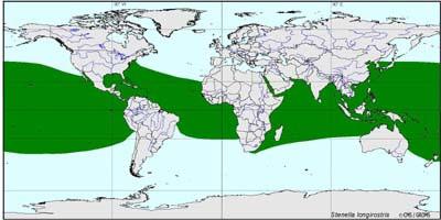DISTRIBUCIÓN Y HÁBITAT Delfín girador se encuentra principalmente alrededor de islas oceánicas en aguas tropicales y subtropicales en los océanos Atlántico Índico y Pacífico entre 30-40ºN y 20-30ºS.