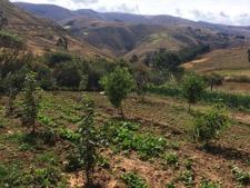 Proyecto de Agroforestería en Cochabamba Mejoramiento de las Condiciones de Vida de Agricultores Familiares en el Valle Semiárido de Cochabamba con Sistemas Agroforestales Dinámicas Parcela