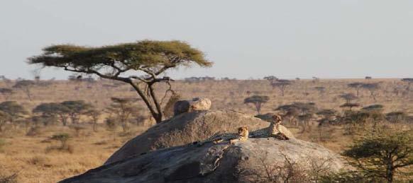 ñus, 250.000 cebras y medio millón de gacelas, seguidos en corto por leones y hienas complacidos ante tal concentración de carne.