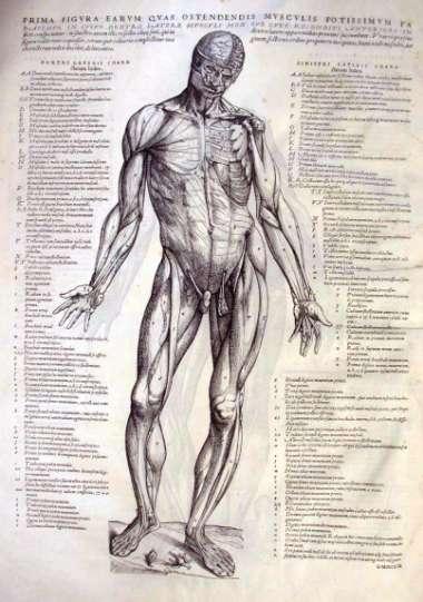 1543. Vesalius (Andries van Wesel) "De Humani Corporis Fabrica