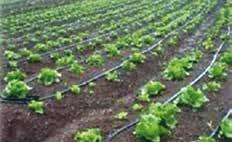 635 El Gobierno implementó el Programa MI Riego con el objetivo de incrementar la producción agrícola de los hogares rurales a