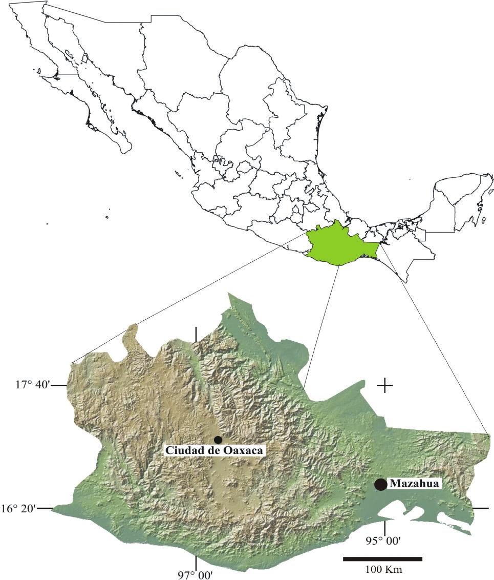 Primer registro de Cuvieronius en el Pleistoceno del Istmo de Tehuantepec, Oaxaca, México MATERIAL Y MÉTODOS El ejemplar estudiado fue recolectado en sedimentos aluviales pleistocénicos de las