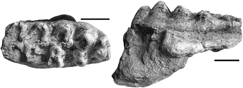 a) b) Figura 2. Molar inferior 3 derecho UMPE 0608 de Cuvieronius hyodon procedente de Mazahua, Oaxaca. a) vista oclusal; b) vista lateral. La barra de escala representa 5 cm. sinonimiza a C.