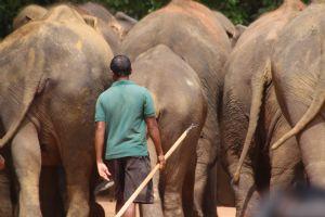 Pinnawela para efectuar la visita a un orfanato de elefantes que han sido abandonados o heridos en las selvas del país y donde se cuidan hasta su madurez.