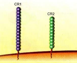 (CD35) CR2 (CD21)