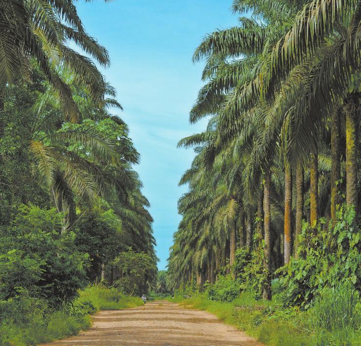 No. 6 - Agosto de 2015 Publicación del Ministerio de Agricultura y Desarrollo Rural y Fedepalma Edición para las zonas palmeras Central y Suroccidental Pág.