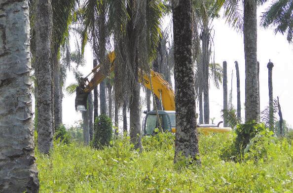 PalmaSana Publicación del Ministerio de Agricultura y Desarrollo Rural y Fedepalma 4 Avanza el proceso de eliminación de palmas afectadas por la PC para lograr el establecimiento de áreas de
