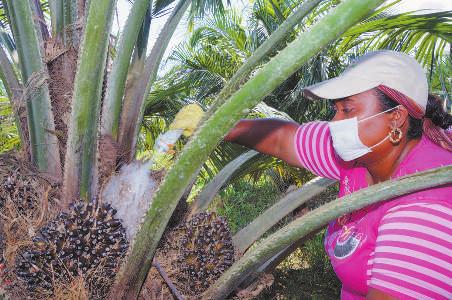 7 PalmaSana Publicación del Ministerio de Agricultura y Desarrollo Rural y Fedepalma Fedepalma y Cenipalma, unidos con el SENA para capacitar a los trabajadores Entre los retos del gremio palmicultor