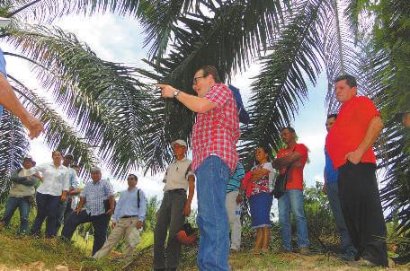 PalmaSana Publicación del Ministerio de Agricultura y Desarrollo Rural y Fedepalma 8 Productores de Yarima, ejemplo de trabajo en grupo El gremio de los palmicultores está convencido de que con la