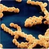 Laboratorio de Infecciones Asociadas en Atención de Salud Laboratorio de Infecciones Asociadas en Atención de Salud Enterococcus spp resistente a vancomicina en el marco que establece el sistema de