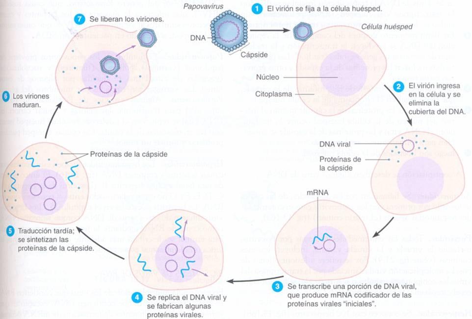 Repasemos el ciclo de replicación viral: TIPOS DE INFECCION VIRAL
