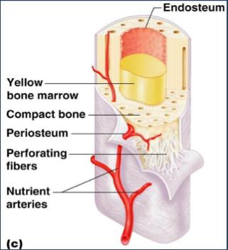 Endostio: - El endostio está formado por una única capa de células osteoprogenitoras en el interior del hueso que