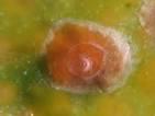 - Tomate y pimento. Cítricos. Tratamiento de verano Piojo rojo (Aonidiella aurantii), Cotonet (Planococcus citri), Piojo gris (Parlatoria pergandii), Serpetas (Cornuaspis beckii, C. gloverii).