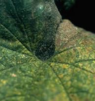 En ataques muy elevados, se pueden llegar a secar las hojas más afectadas, observándose en algunos casos el velo de una telaraña muy fina.