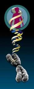 Aberraciones Cromosómicas Estructurales Dra.