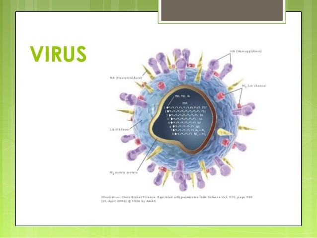 TIPUS DE MALALTIES INFECCIOSES Estan produides per: -fongs -virus