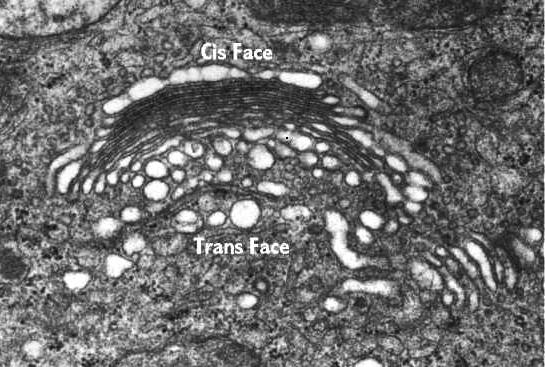 Aparato Golgi microtúbulo per