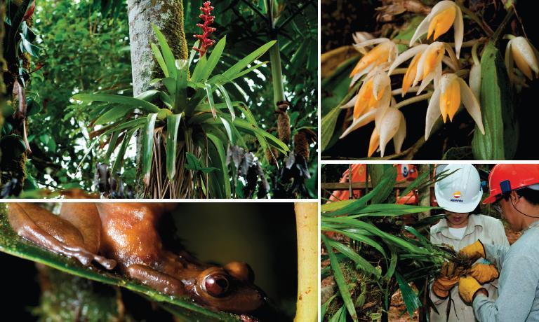 Orquídeas Hidrobiología Flora Inventario forestal
