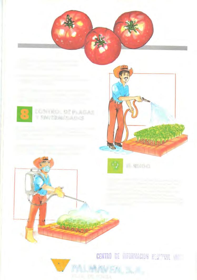 CE R U' ~ET '\& PALMAVEN, S.A. FILIAL DE PDVSA CEBOLLA: Siembre 2 ó 3 semillas en hoyos separados a 15 cm. entre sí, la cosecha se efectúo o los 120 días de lo siembro.
