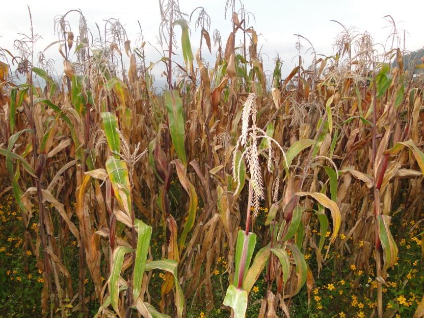 El cultivo de maíz se encuentra en su fase fenológica de Cosecha, en la etapa de desarrollo R6.