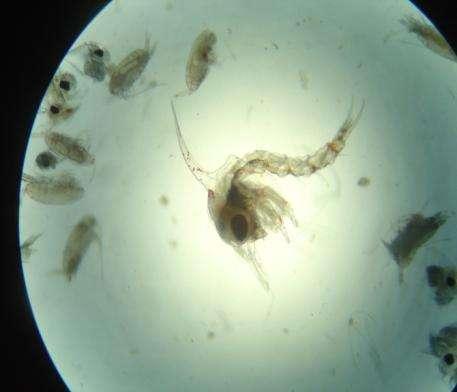 Reconèixer la importància del plàncton dins l ecosistema marí. Prendre consciència de la sensibilitat del plàncton als contaminants. Nivells educatius: 3r i 4t d ESO, batxillerat i cicles formatius.