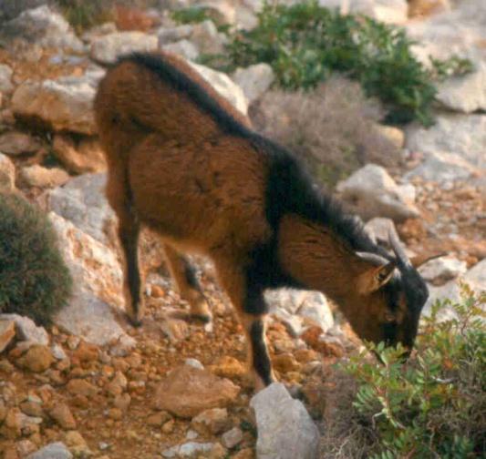 La cabra salvatge mallorquina Xerrada sobre les cabres salvatges que han viscut a les muntanyes de Mallorca des de fa mil lenis, orientada a conèixer aquests animals, el seu valor patrimonial i les