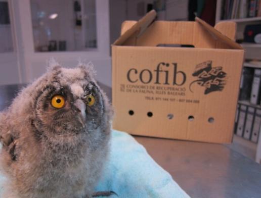 Visita al CR COFIB En aquesta visita es realitzarà una breu introducció sobre el centre de recuperació de fauna COFIB mitjançant una presentació power point.