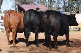 www.angus.org.ar pag. 15 LOTE RESERVADO GRAN CAMPEON HEMBRA lote: 24 Rubeta S.A. TERCER MEJOR LOTE DE MACHOS lote: 33 Los Lazos S.A. TERCER MEJOR LOTE DE HEMBRAS lote: 12 Rubeta S.A. LOTE RP PREMIO FECHA EXPOSITOR PADRE MADRE ABUELO MATERNO Vaca - 24a.